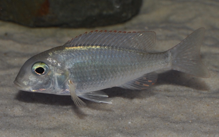 Lethrinops albus 'Kande Island'